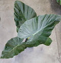 8" Alocasia Regal Shields